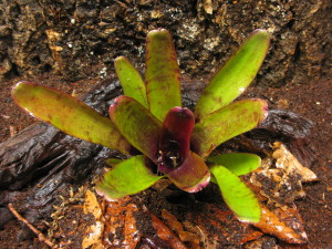 Rubrifolia